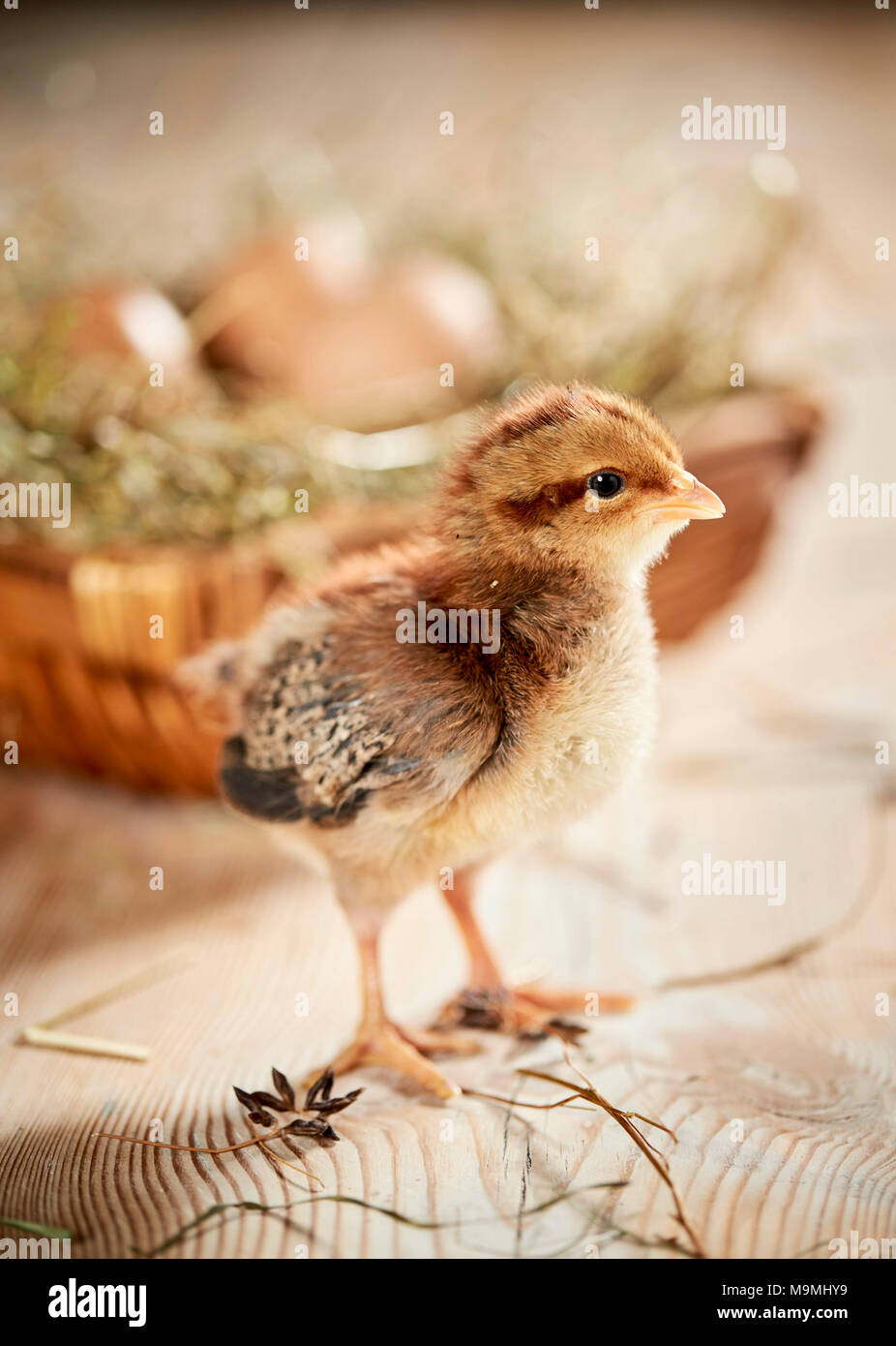 Welsummer poulet. Le poulet debout sur le bois, en face du nid avec des oeufs. Allemagne Banque D'Images