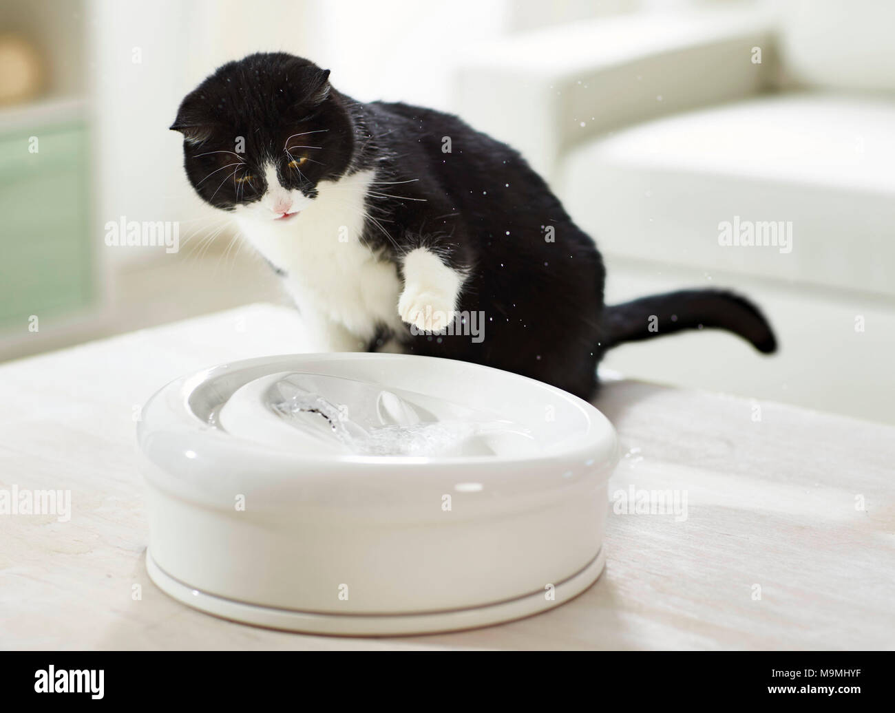 Chat domestique. Chat adulte jouant avec de l'eau à une fontaine intérieure. Allemagne Banque D'Images