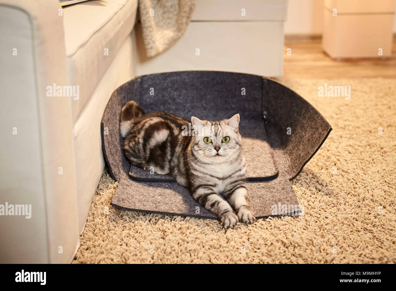 British Shorthair chat. Couché dans une adultes Tabby ouvert animal lit fait de feutre. Allemagne Banque D'Images