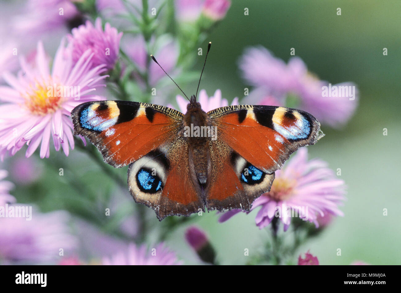 Papillon Paon européen (Aglais io). Papillon sur les fleurs de l'Aster. Allemagne Banque D'Images