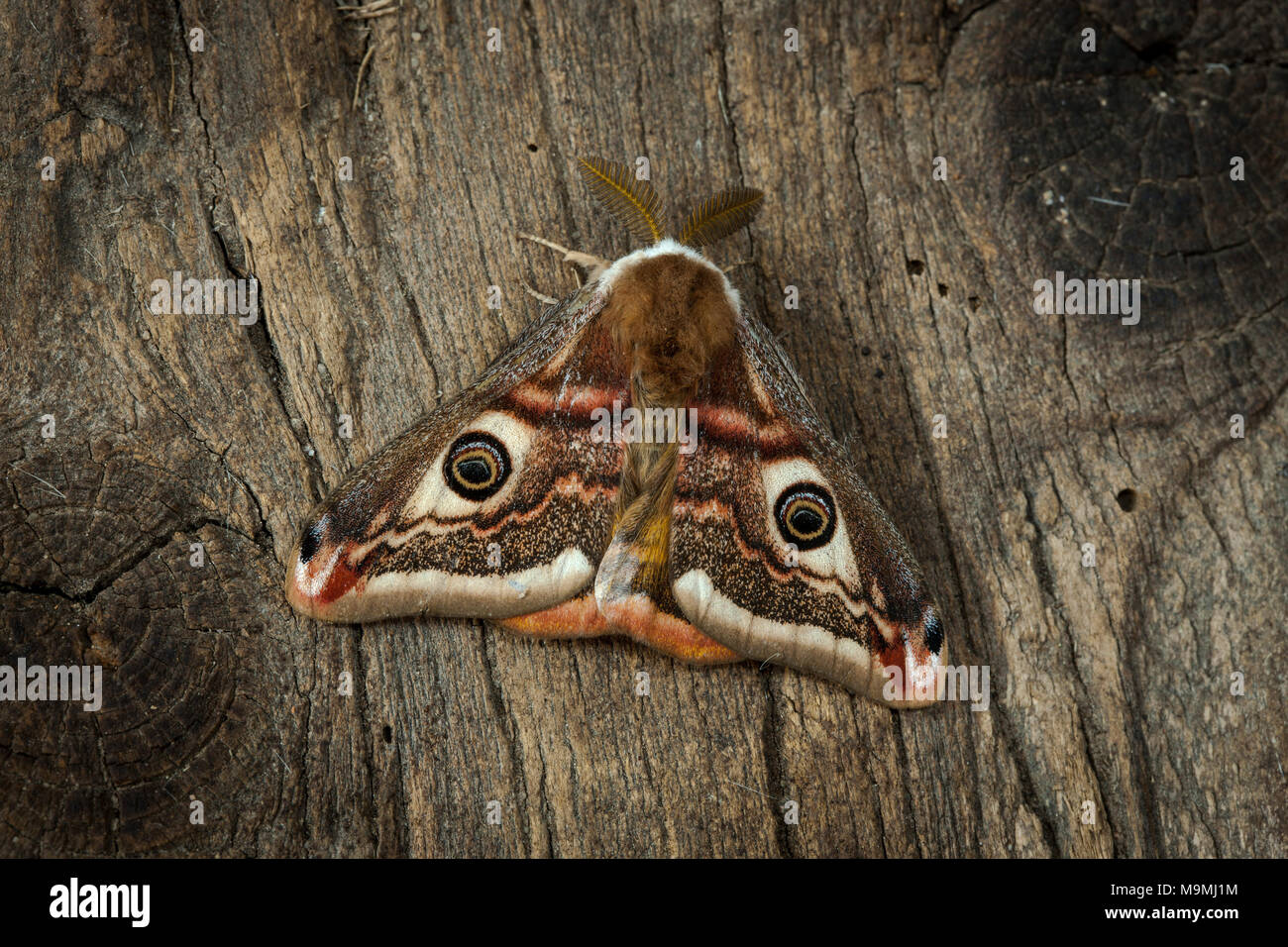 Saturnia pavonia (Empereur). Homme sur le bois. Allemagne Banque D'Images