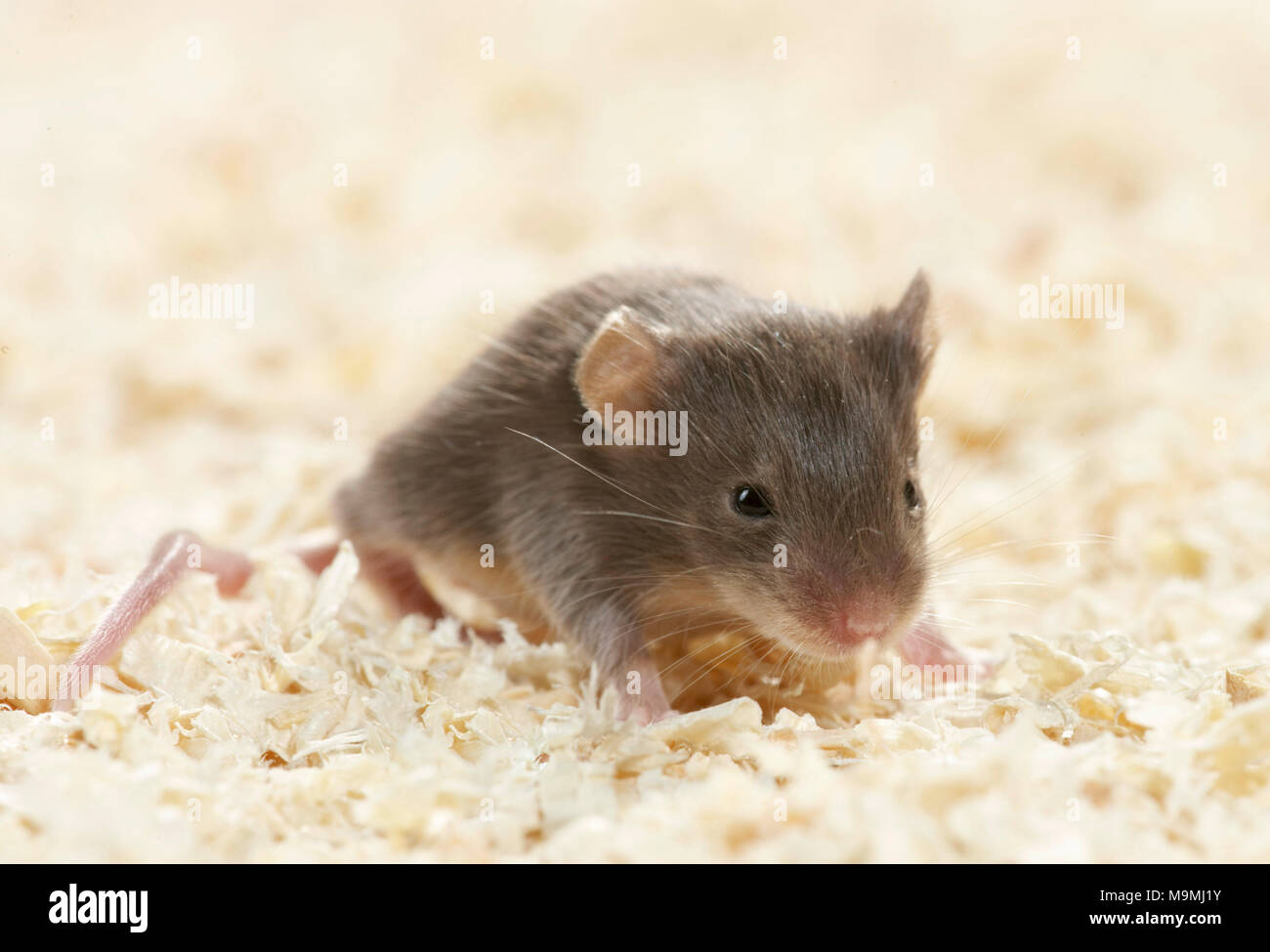 Souris fantaisie. Les jeunes (14 jours) dans les copeaux de bois. L'Allemagne . Banque D'Images