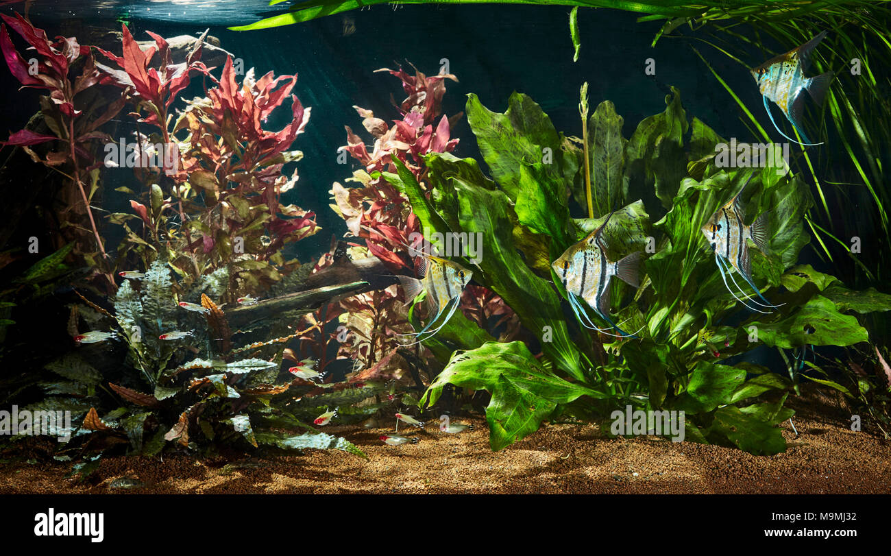 Aquarium d'eau douce l'eau douce Angelfishes (Pterophyllum scalare) et Firehead Hemigrammus bleheri (Tetras). L'Allemagne . Banque D'Images
