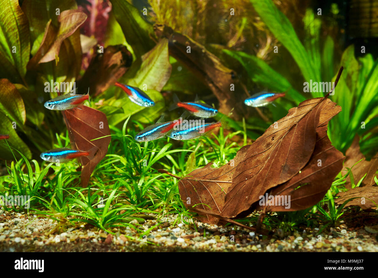 Aquarium d'eau douce avec Neon Tetras (Paracheirodon innesi). Allemagne Banque D'Images