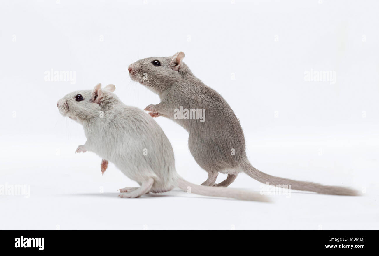 Gerbille domestiqués (Meriones unguiculatus). Deux adultes debout. Studio photo sur un fond blanc. Banque D'Images
