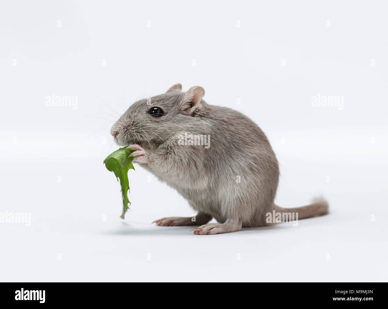 Gerbille domestiqués (Meriones unguiculatus). Adulte commandant le feuille de pissenlit. Studio photo sur un fond blanc. Banque D'Images