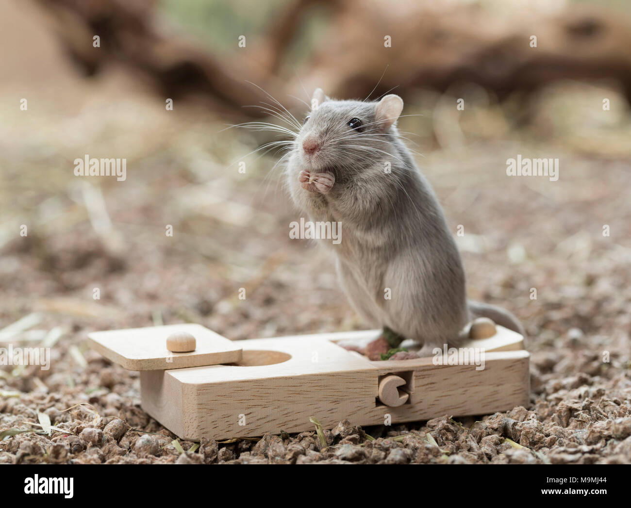 Gerbille domestiqués (Meriones unguiculatus). Adulte à toy, qui rejettent la nourriture lorsqu'ils sont traités. Allemagne Banque D'Images