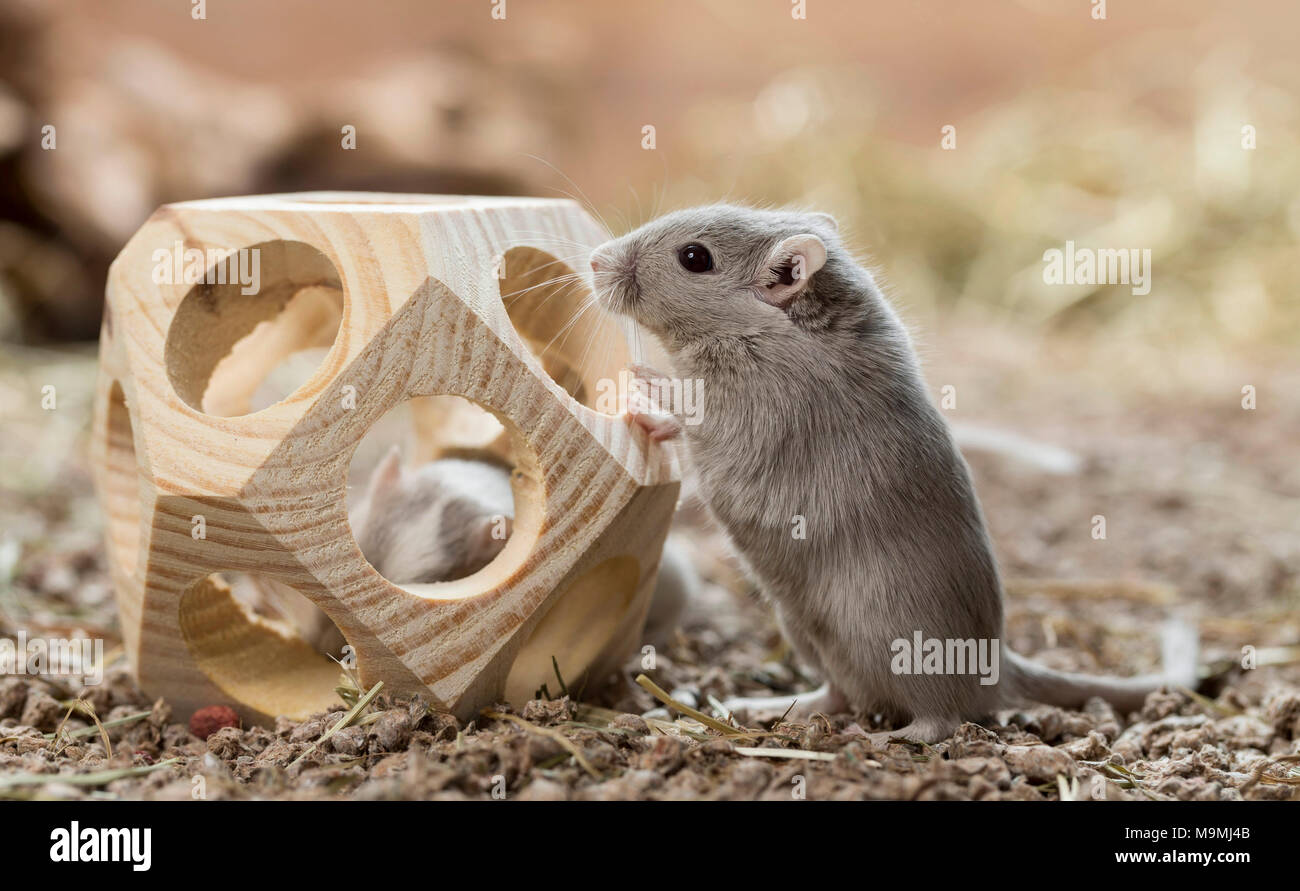 Gerbille domestiqués (Meriones unguiculatus). Adulte en jouet, un cube de bois. Allemagne Banque D'Images