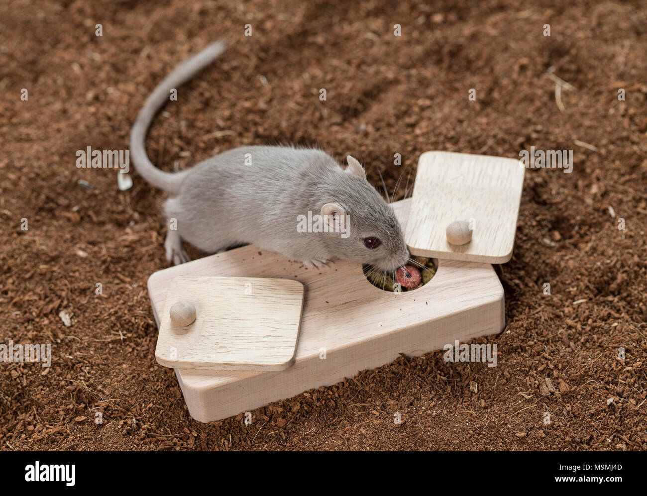 Gerbille domestiqués (Meriones unguiculatus). Adulte à toy, qui rejettent la nourriture lorsqu'ils sont traités. Allemagne Banque D'Images