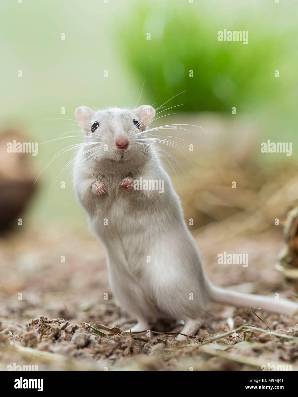 Gerbille domestiqués (Meriones unguiculatus). Mâle adulte debout. Allemagne Banque D'Images