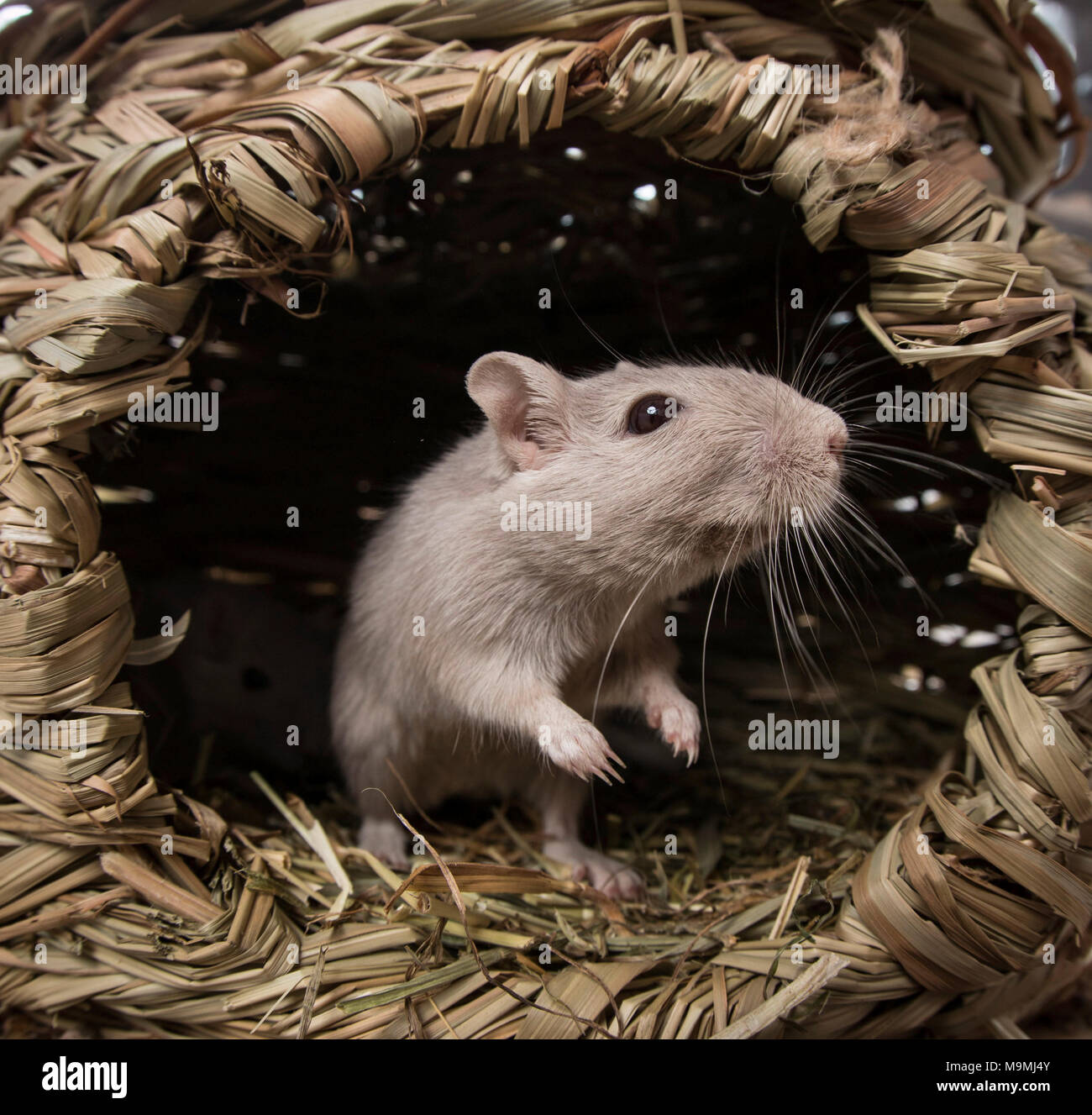 Gerbille domestiqués (Meriones unguiculatus). Des profils dans un panier, ses séminaires. Allemagne Banque D'Images