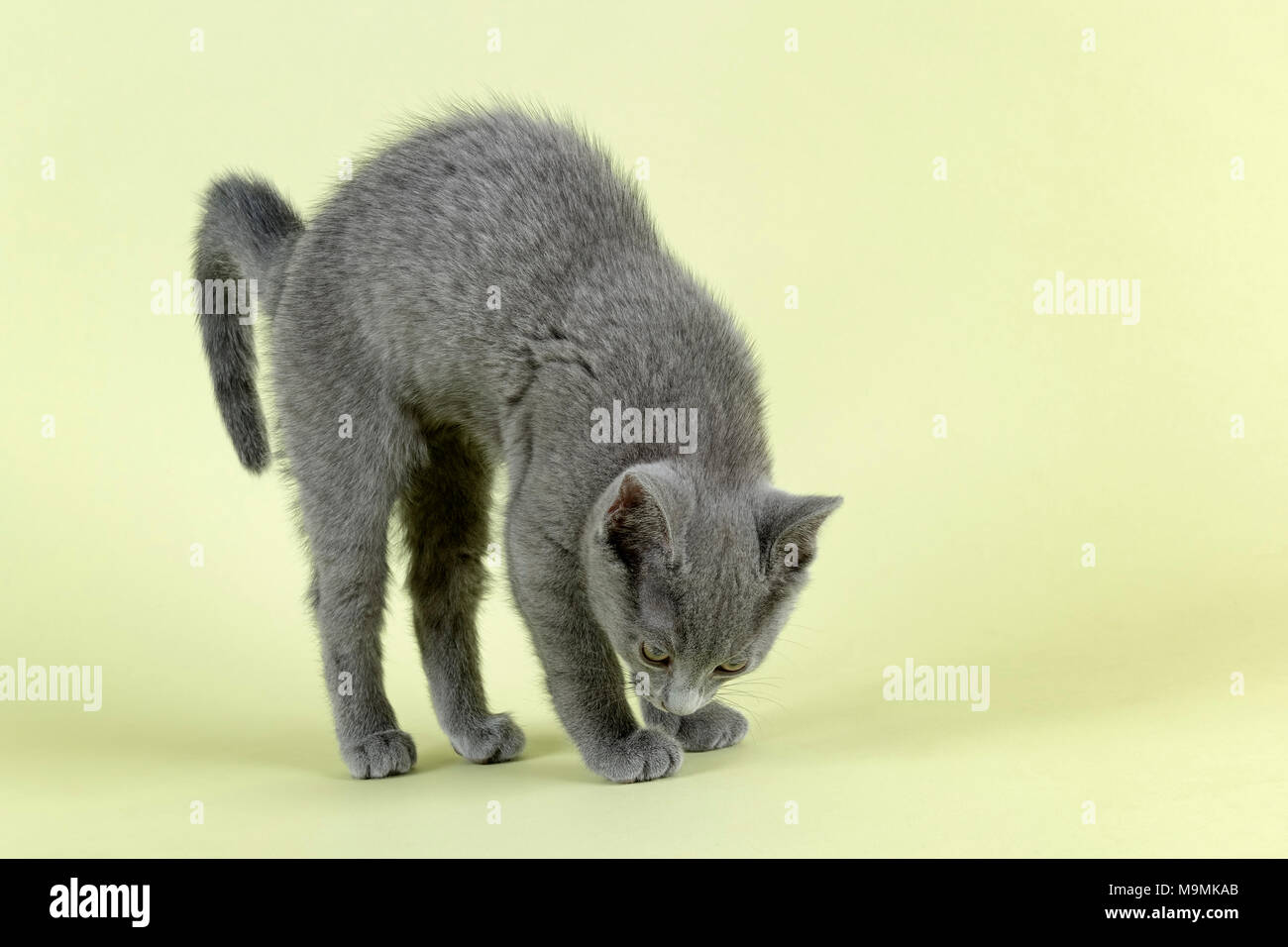 Bleu Russe Breedcat (Felis silvestris catus), l'âge de 10 semaines, chaton fait la boucle, studio shot Banque D'Images
