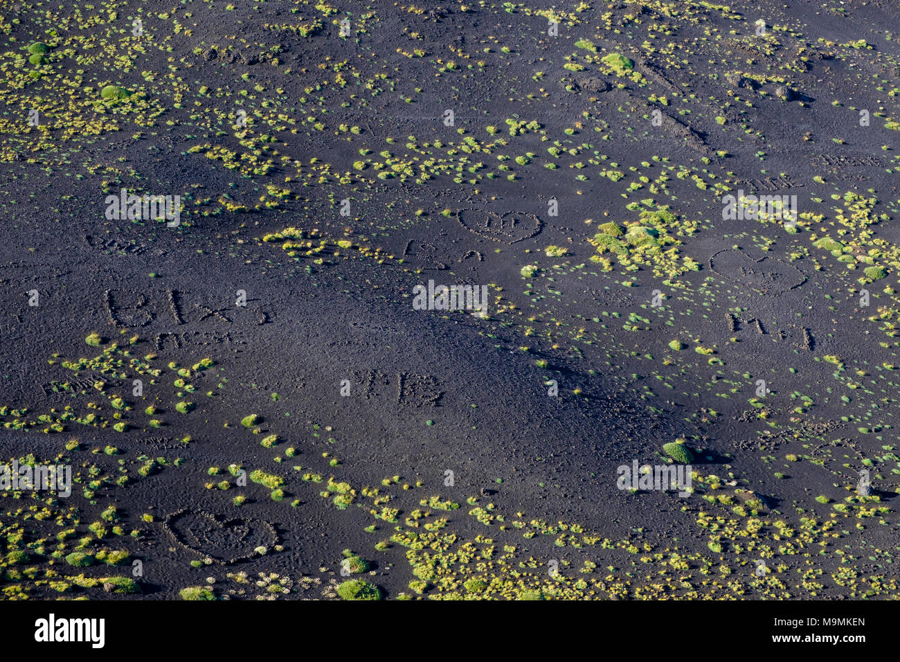 Le sol volcanique noire avec de la végétation verte, cratère Silvestri, volcan Etna, Catane, Italie, Silzilia Banque D'Images