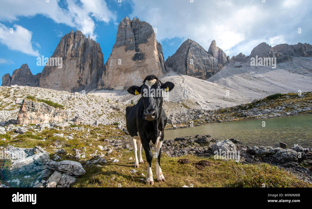 Vache avec fourrure en forme de cœur sur son front sur l'alpage, face nord des trois pics de Lavaredo Banque D'Images