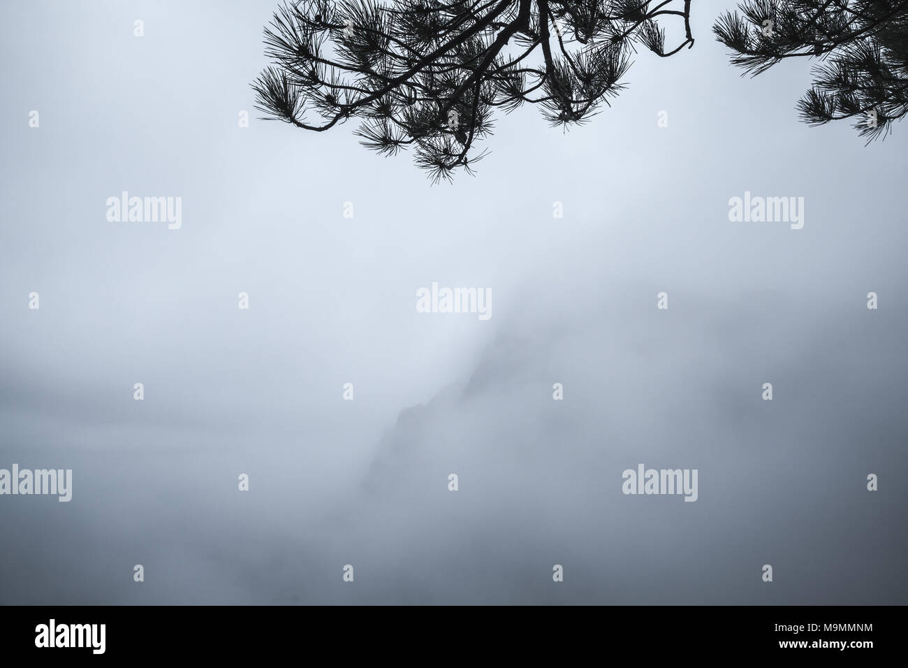 Les branches d'arbres de pin d'ossature sur blue Foggy Mountain Landscape Banque D'Images