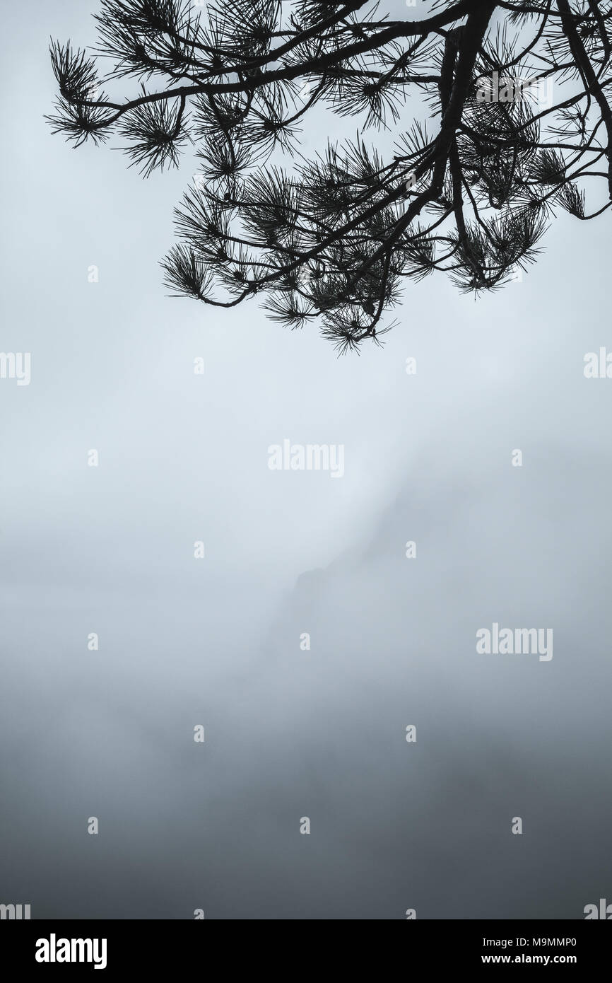 Les branches d'arbre de pin plus de silhouette Foggy Mountain bleu paysage, photo verticale naturelle Banque D'Images