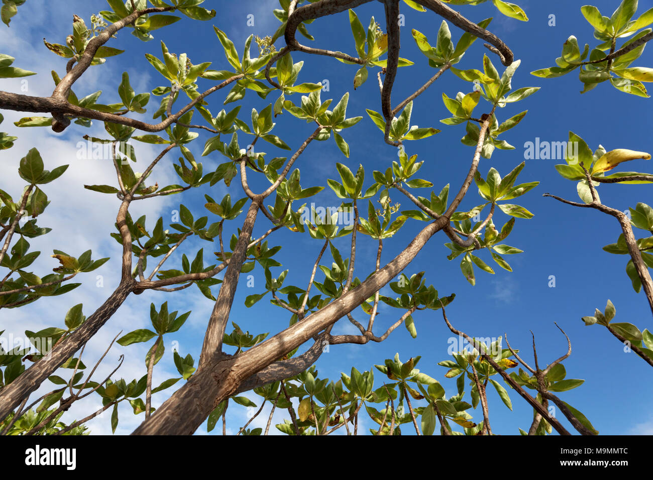 Mangrove rouge (Rhizophora mangle), de branches, de l'atoll de Tikehau, archipel des Tuamotu, îles de la société, îles du Vent Banque D'Images