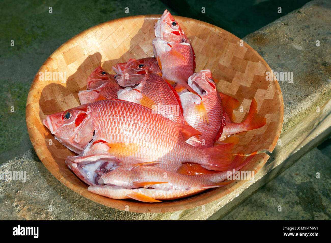 Poissons comestibles rouge dans un bol, Sabre (Sargocentron spiniferum marignans), l'atoll de Tikehau, archipel des Tuamotu, îles de la société Banque D'Images