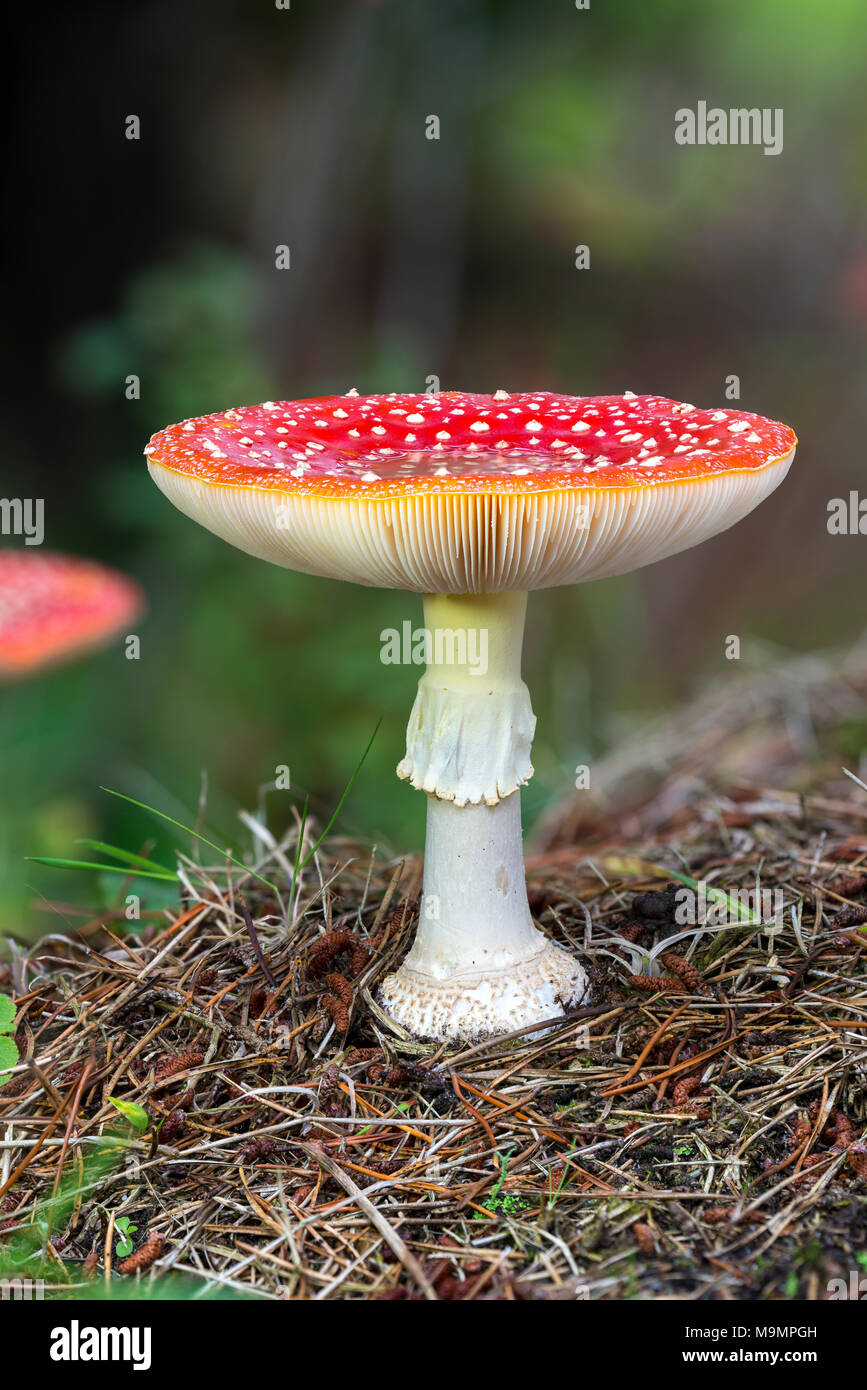 Agaric Fly (Amanita muscaria) sur le sol forestier, toxiques, Danemark du Sud, Danemark Banque D'Images