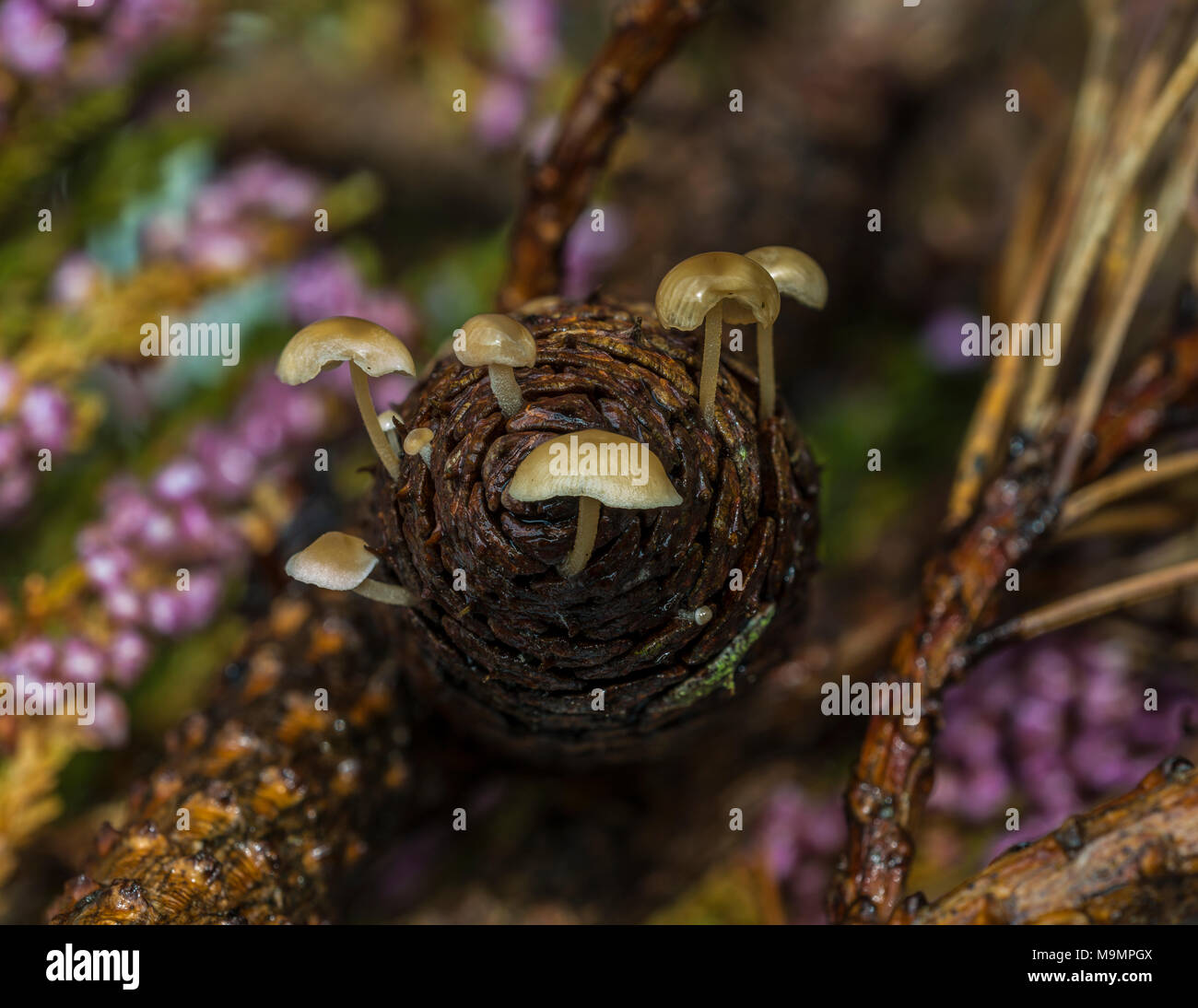 Les capuchons des cônes de conifères (Baeospora myosura), le cône de pin, Danemark du Sud, Danemark Banque D'Images