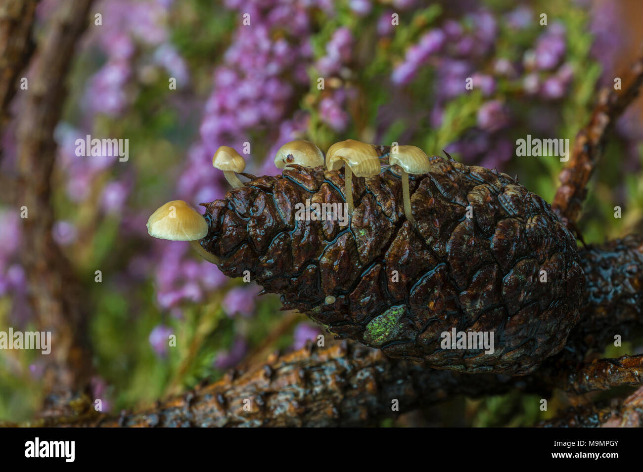 Les capuchons des cônes de conifères (Baeospora myosura), le cône de pin, Danemark du Sud, Danemark Banque D'Images