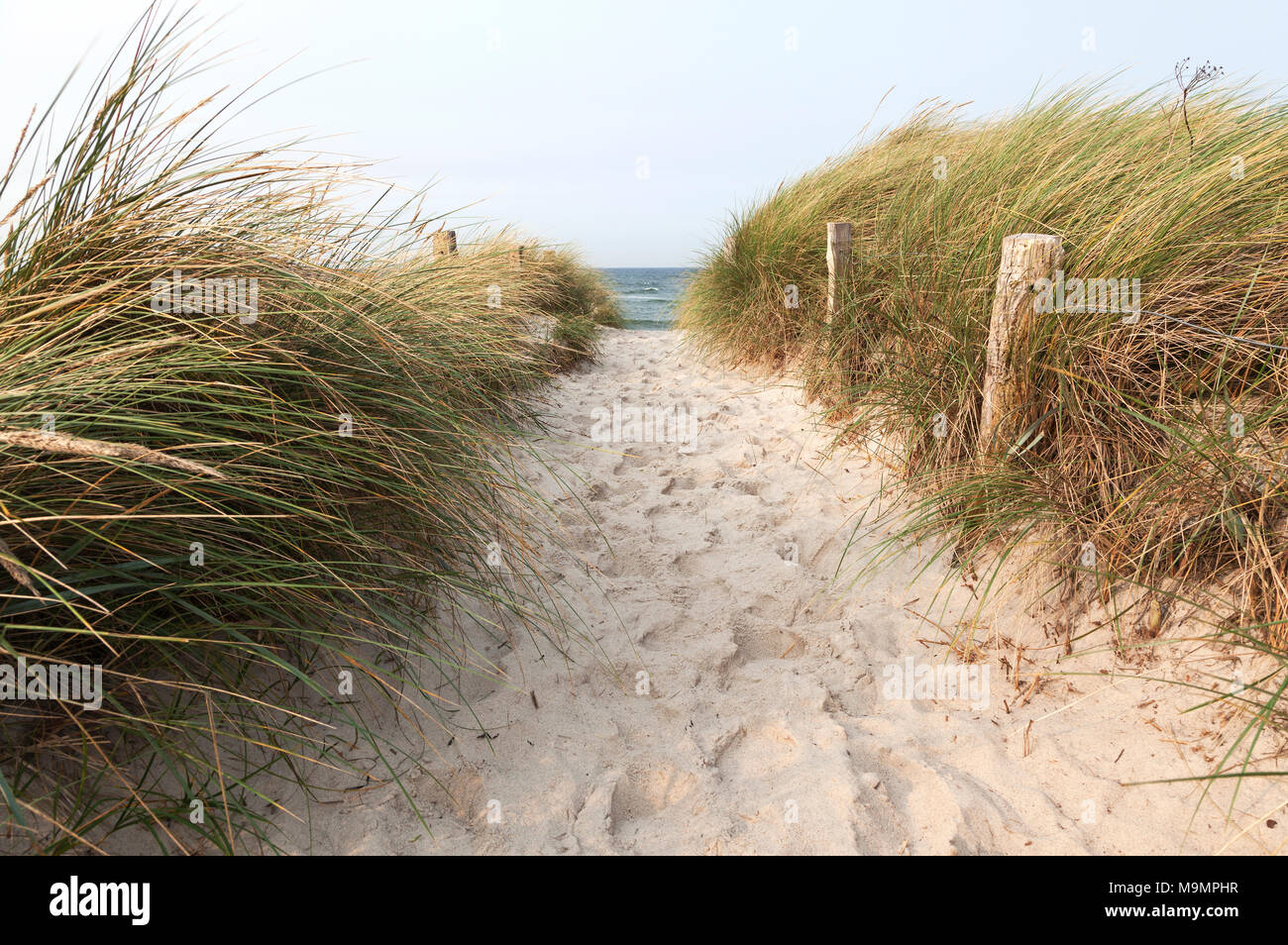 Chemin de la plage, de l'Oyat (Ammophila arenaria), Darßer Ort, Fischland-darss-Zingst, Poméranie occidentale Lagoon Area Banque D'Images