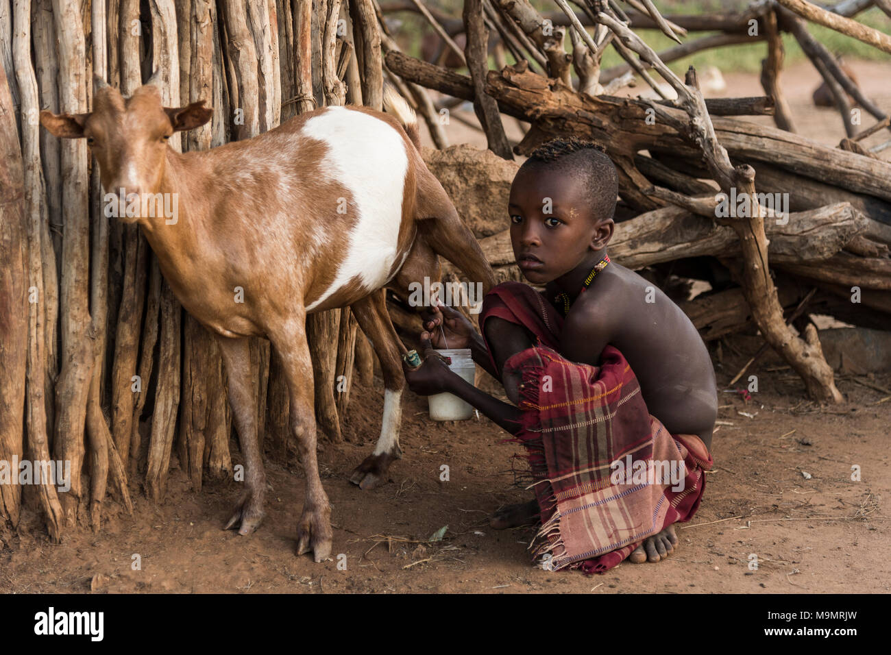 Petit garçon la traite de la chèvre, Hamer, tribu Turmi, région du sud de l'ONU, l'Éthiopie Banque D'Images