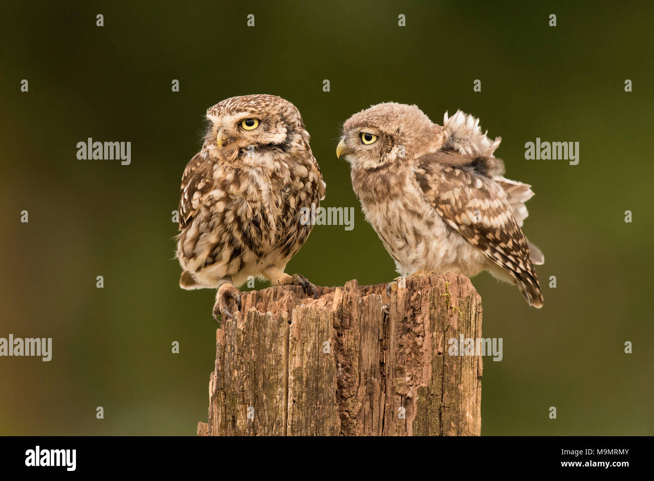 Bebe Chouette Banque D Image Et Photos Alamy Bebe Chouette Banque D Image Et Photos Alamy