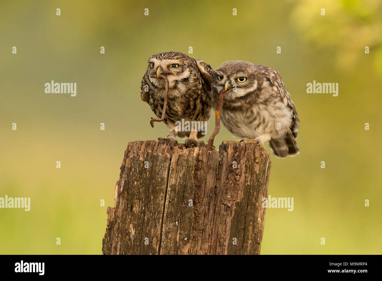 Chouette chevêche (Athene noctua), d'oiseaux adultes avec les jeunes, l'alimentation animale, ver de terre comme proies, Rhénanie-Palatinat, Allemagne Banque D'Images