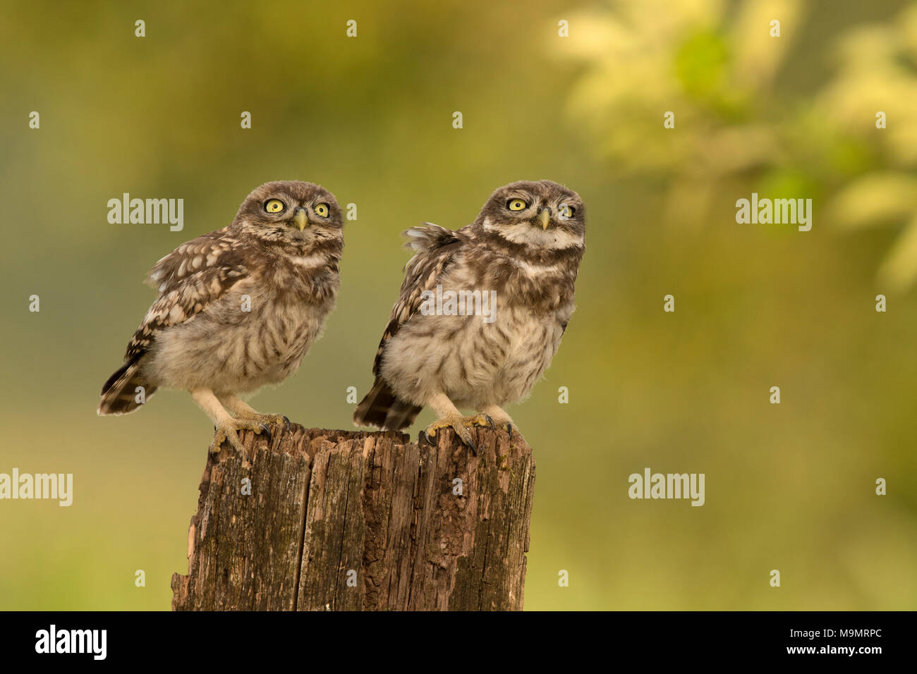 Chouette chevêche (Athene noctua), les jeunes oiseaux, Rhénanie-Palatinat, Allemagne Banque D'Images