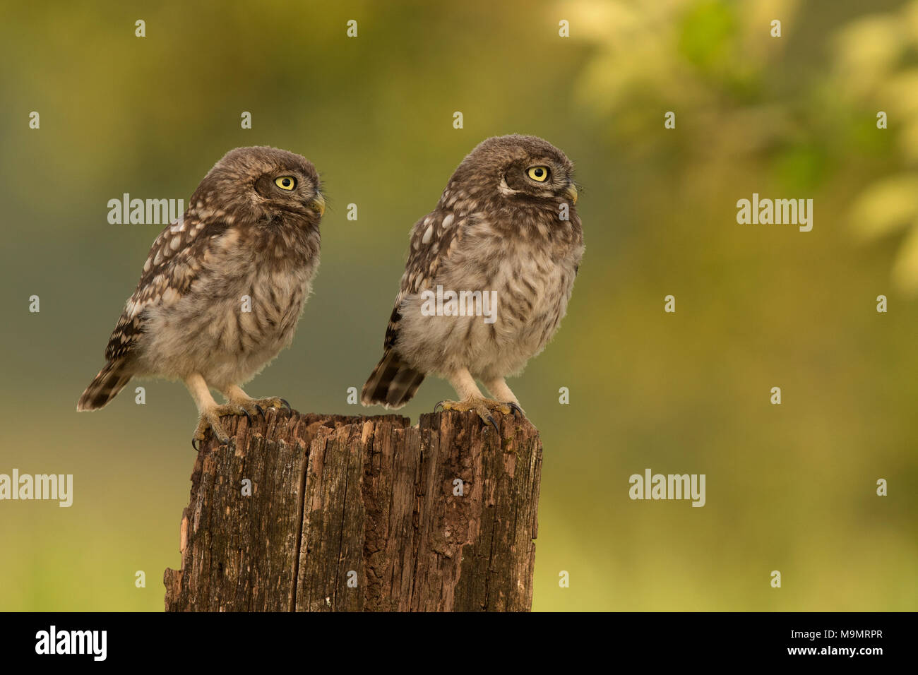 Chouette chevêche (Athene noctua), les jeunes oiseaux, Rhénanie-Palatinat, Allemagne Banque D'Images