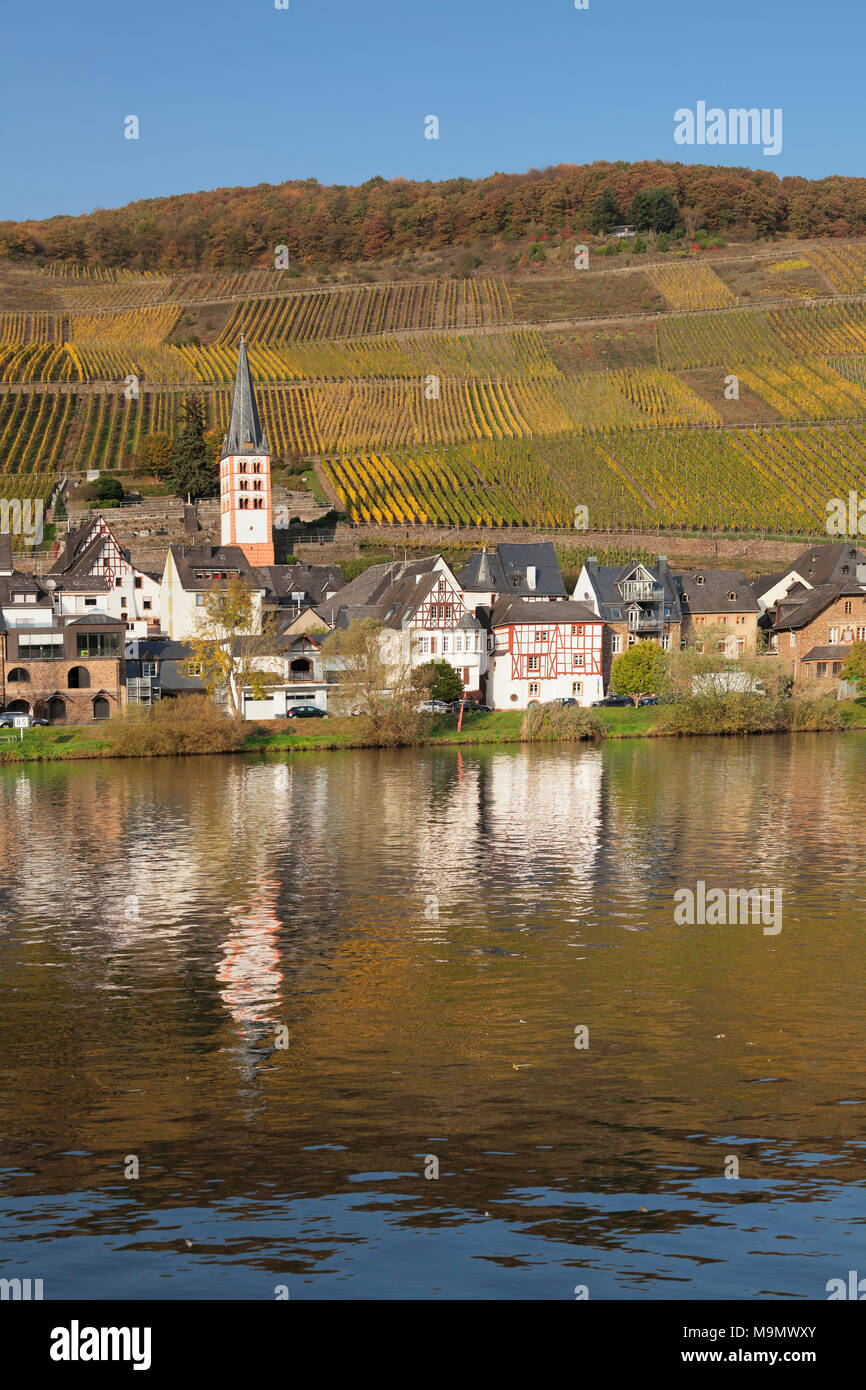 District de Merl de vignes, Zell an der Mosel, Rhénanie-Palatinat, Allemagne Banque D'Images