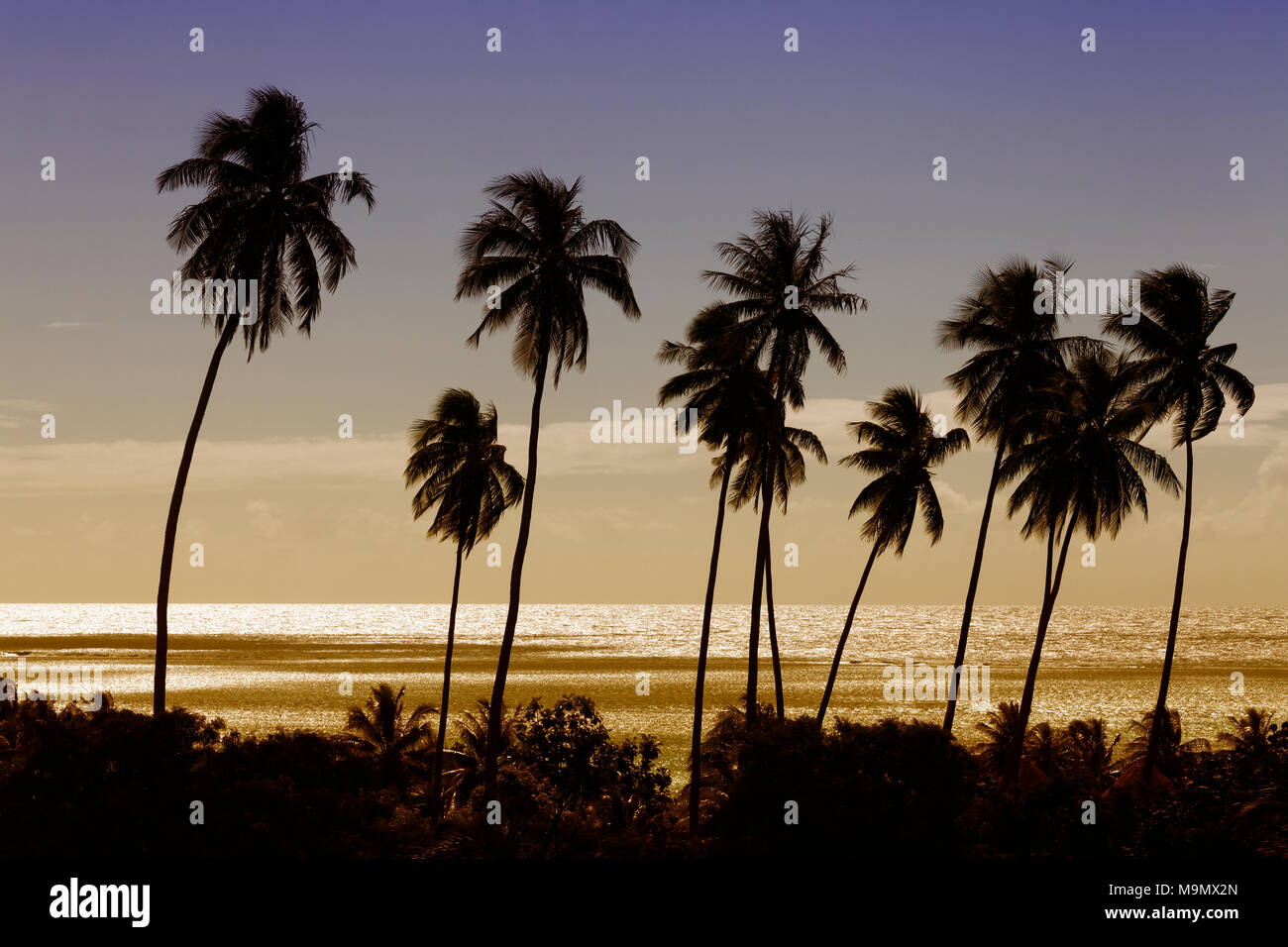 De hauts palmiers (Cocos nicifera) en face de la mer d'or dans le coucher du soleil, Moorea, îles du Pacifique, de la société Banque D'Images