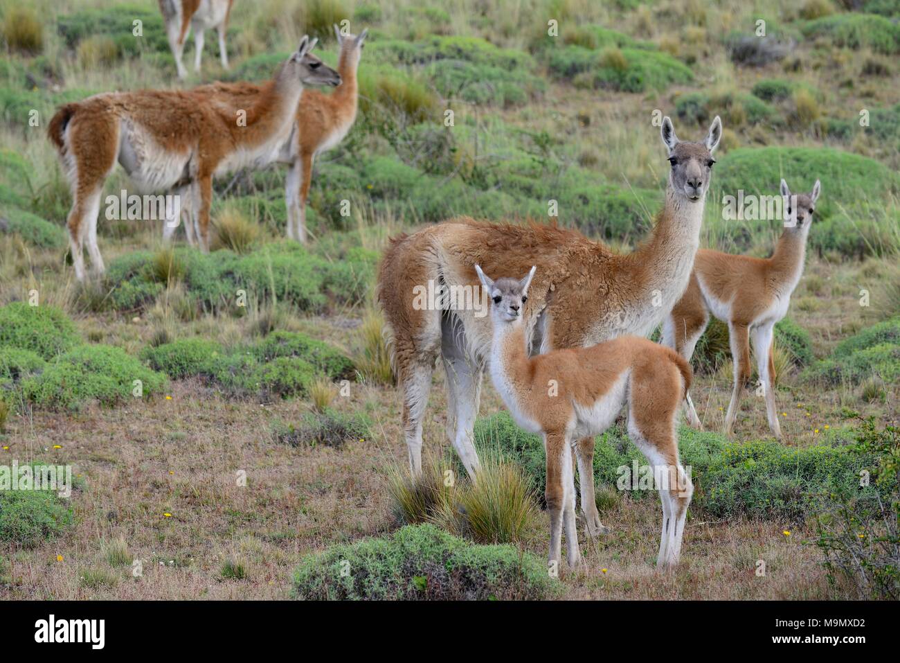 Troupeau de guanacos (Lama guanicoe) avec de jeunes animaux, Valle Chacabuco, Región de Aysén, Chili Banque D'Images