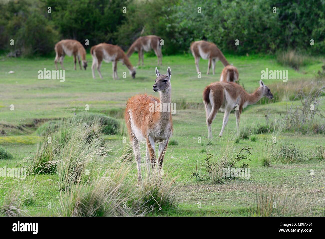 Troupeau de guanacos (Lama guanicoe), Valle Chacabuco, Región de Aysén, Chili Banque D'Images