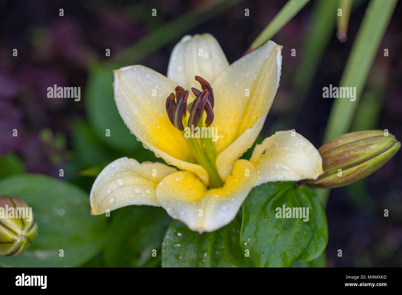 'Time Out', l'hybride Oriental (Orientlilja Lilium hybride) Banque D'Images