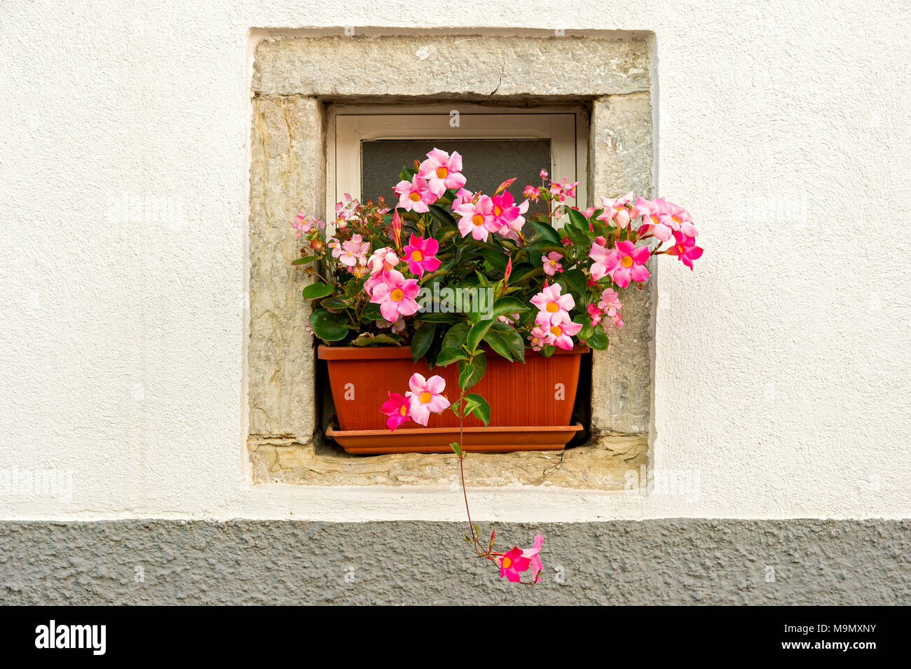 Boîte à fleurs rose à fleurs (Mandevilla Dipladenia sanderi), dans une fenêtre en alcôve, Vieille Ville, Agnone, Molise, Italie Banque D'Images