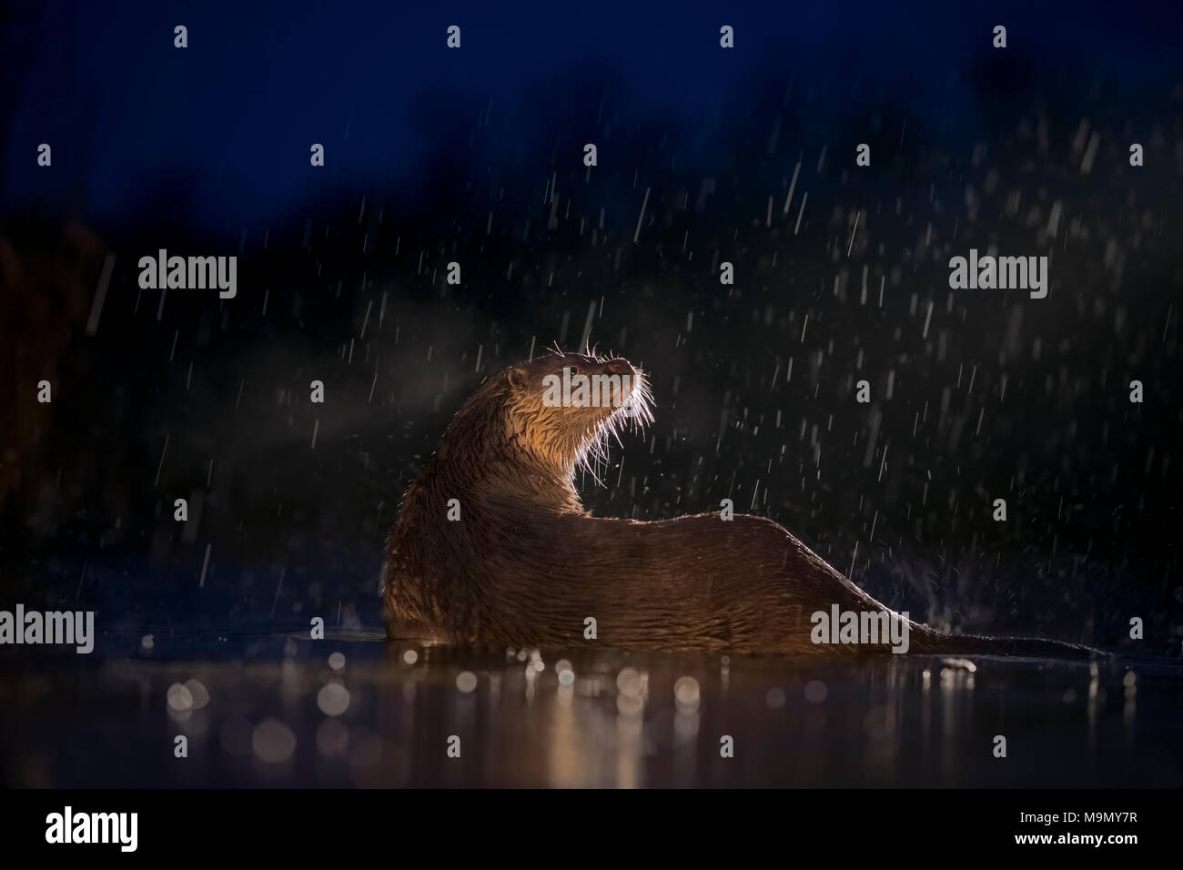 Loutre d'Europe (Lutra lutra) sur la chasse nocturne dans l'eau au cours de la pluie, de la recherche de nourriture, Parc National de Kiskunság, Hongrie Banque D'Images
