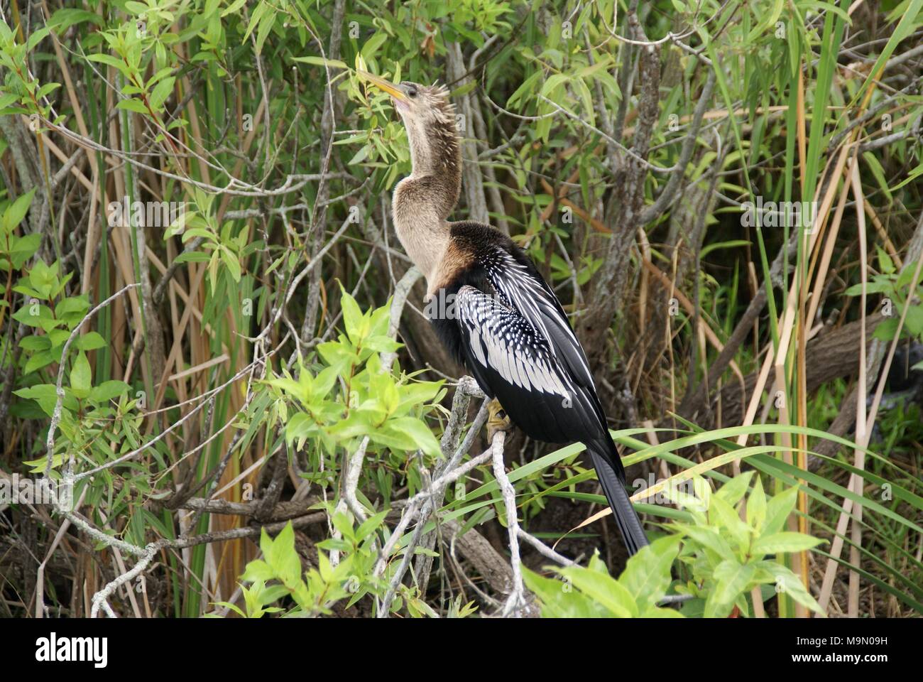 Photos prises lors d'un voyage dans les Everglades Floride US Banque D'Images