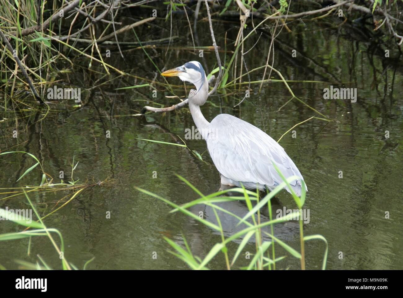 Photos prises lors d'un voyage dans les Everglades Floride US Banque D'Images