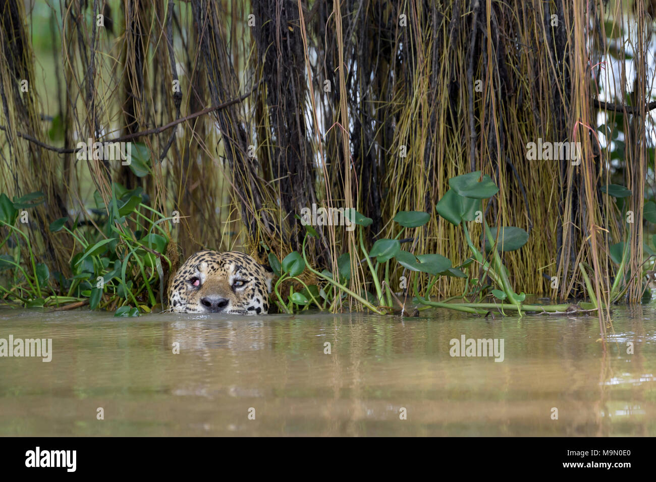 Jaguar (Panthera onca) la chasse dans l'eau des îles Caïmanes, looking at camera, Pantanal, Mato Grosso, Brésil Banque D'Images