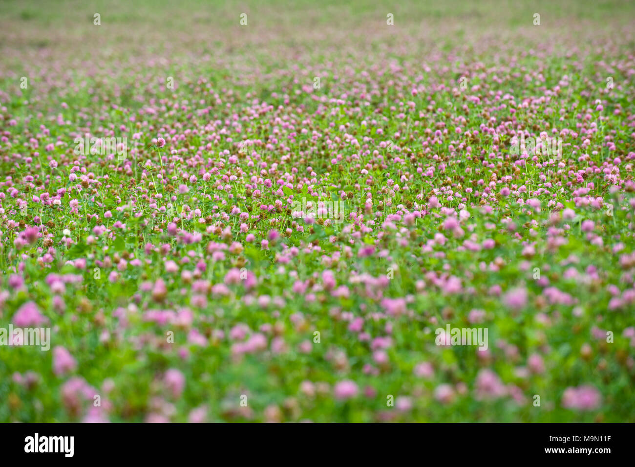 De plus en plus dans le champ de trèfle à Glasbury Powys UK Banque D'Images