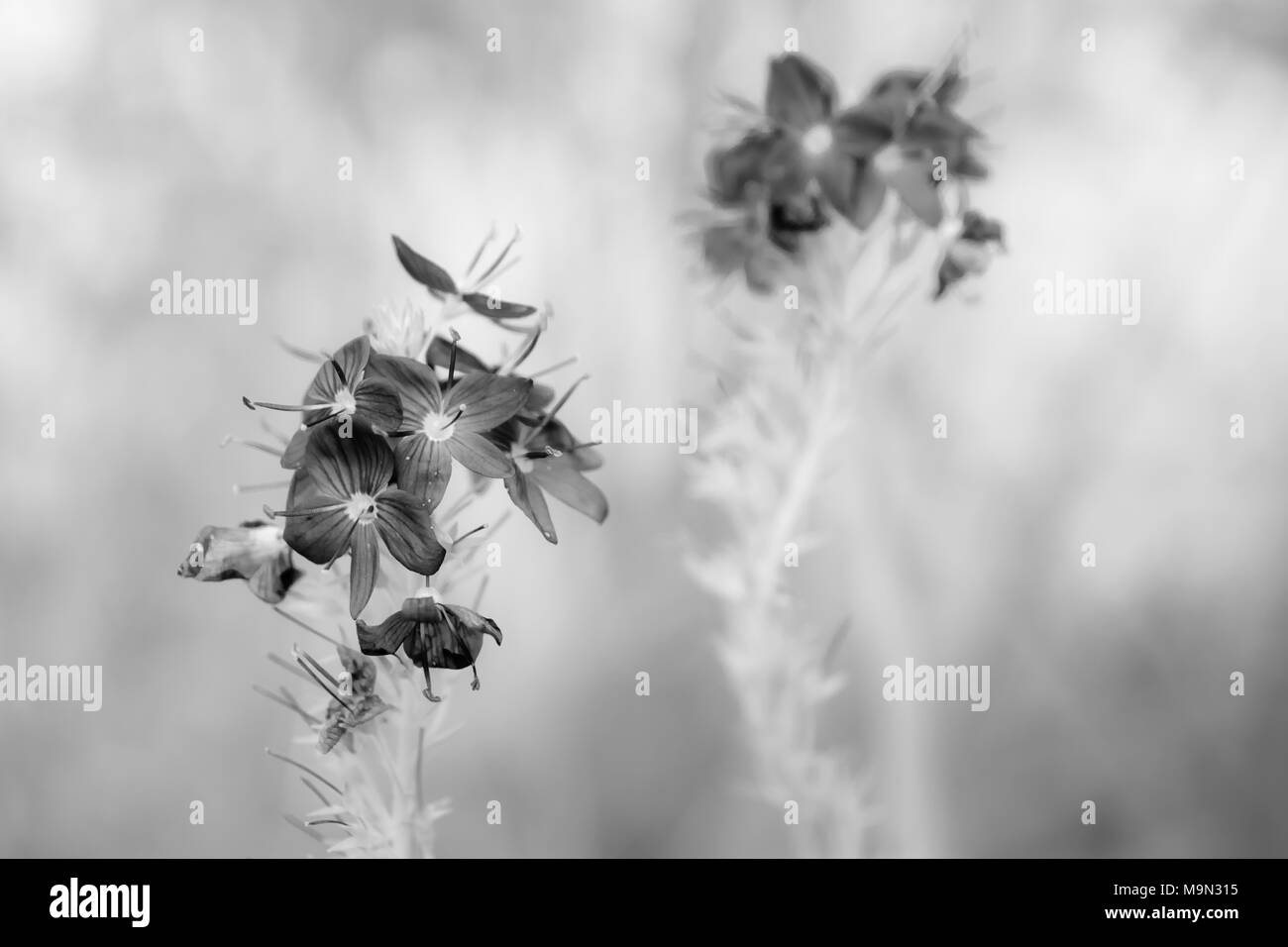 Deux crampons de speedwell veronica - plantes - fleurs en noir et blanc, traitement monochrome Banque D'Images