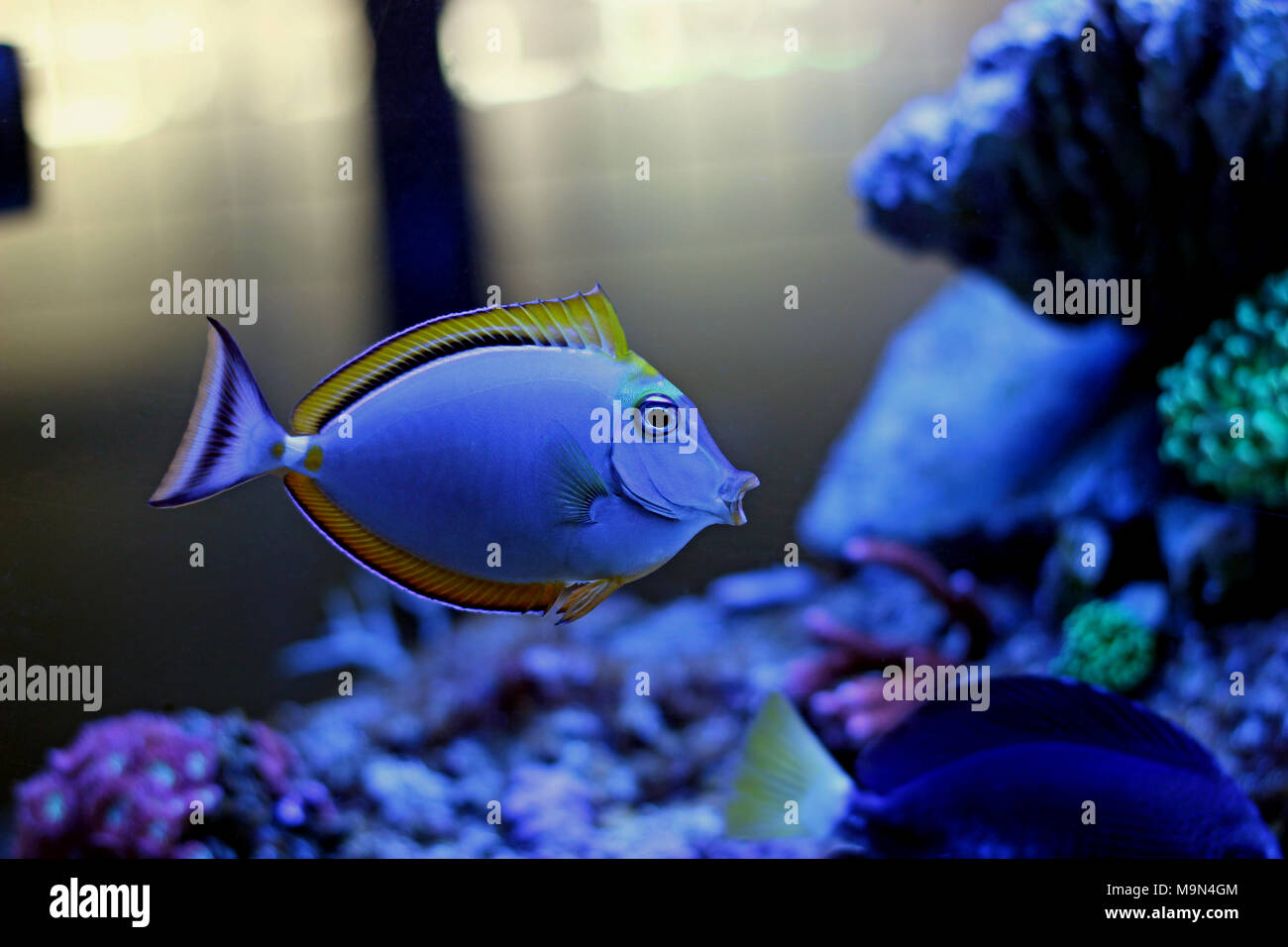 Unicornfish de l'orne du Pacifique - Naso liturtus Banque D'Images