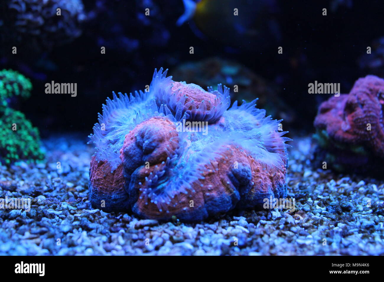 Lobophyllia coraux LPS Banque D'Images