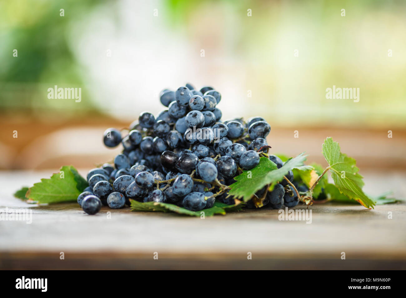 Mûres délicieux raisins bleu foncé avec des feuilles vertes sur une table en bois Banque D'Images