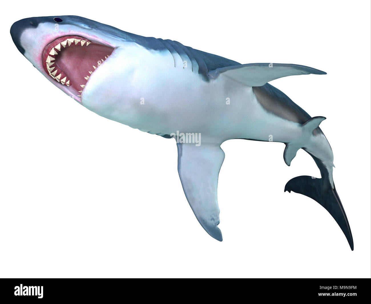 Requin mégalodon Underbelly - Le requin préhistorique Megalodon pourrait croître à 82 pieds de longueur et a vécu au cours du Miocène au Pliocène, périodes. Banque D'Images