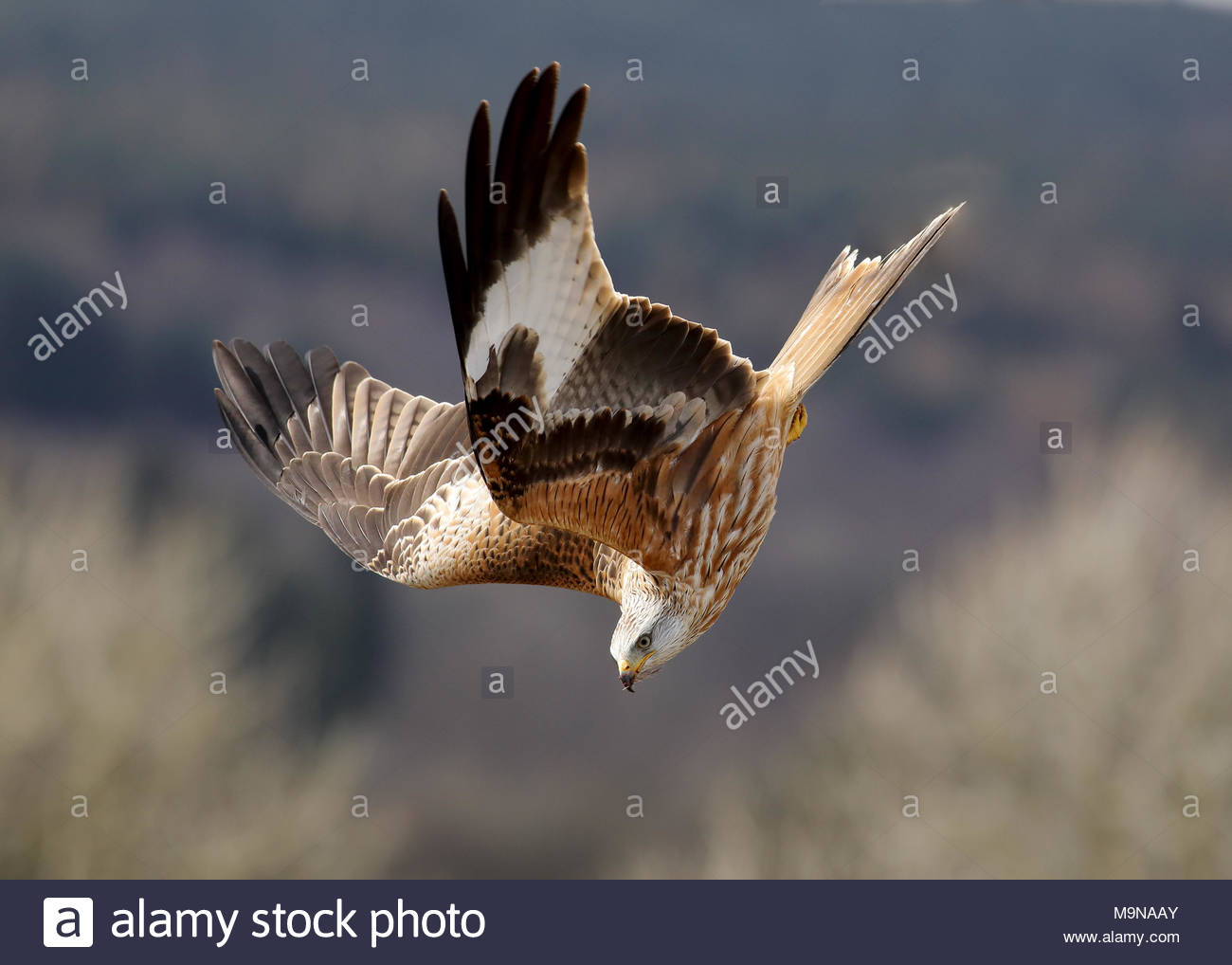 Un cerf-volant rouge en vol au-dessus les collines de Dumfriesshire, Ecosse. Banque D'Images