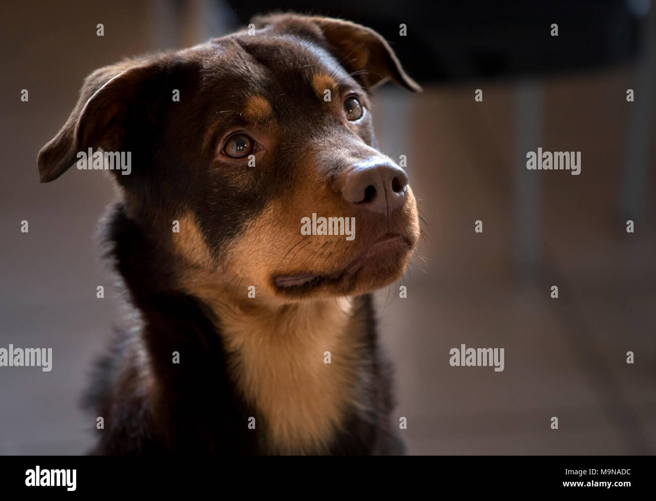 Portrait de chien en maison, clôture Banque D'Images