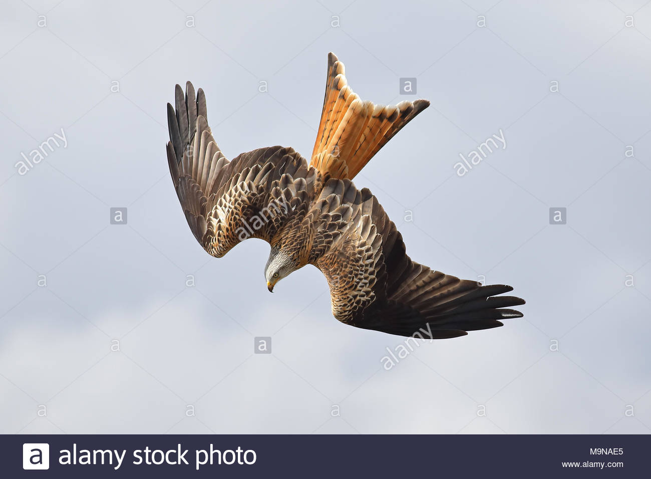 Un cerf-volant rouge en vol au-dessus les collines de Dumfriesshire, Ecosse. Banque D'Images
